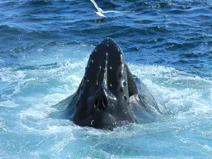 Dolphin Fleet Whale Watch