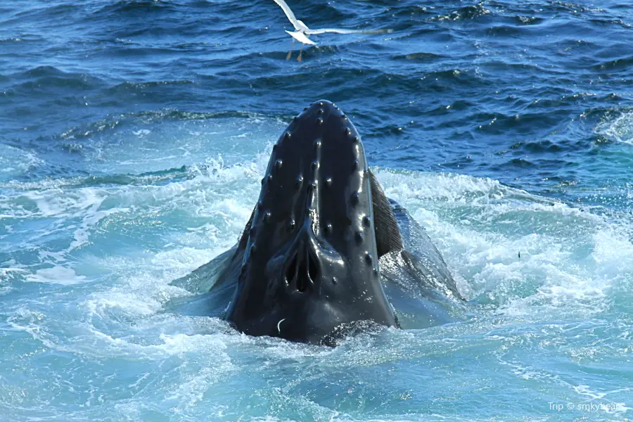 Dolphin Fleet Whale Watch