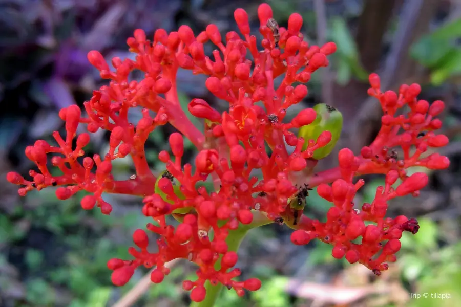 哈裡花園