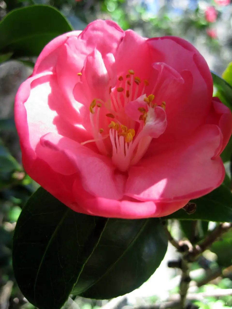 4_Harry P. Leu Gardens
