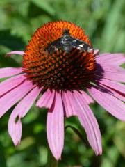 Botanica: The Wichita Gardens