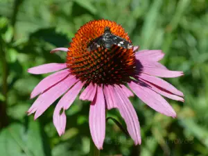 Botanica, The Wichita Gardens