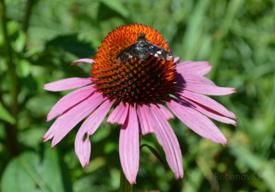 Botanica: The Wichita Gardens