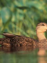 Blackwater National Wildlife Refuge