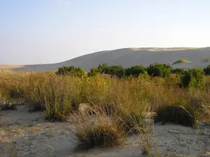 Carolina Beach State Park