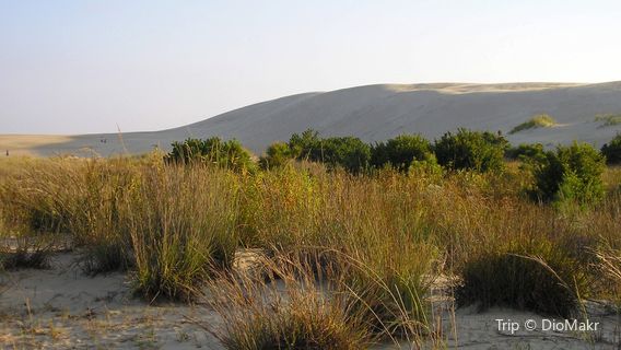 Carolina Beach State Park