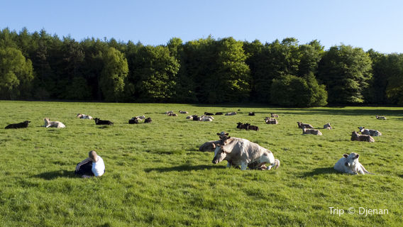 Harewood House Trust