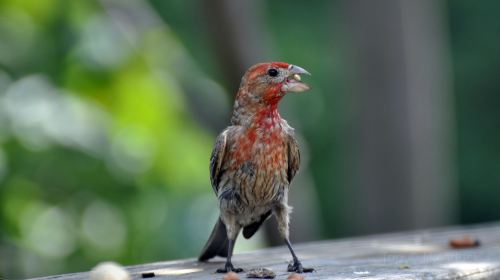 Audubon House & Tropical Gardens