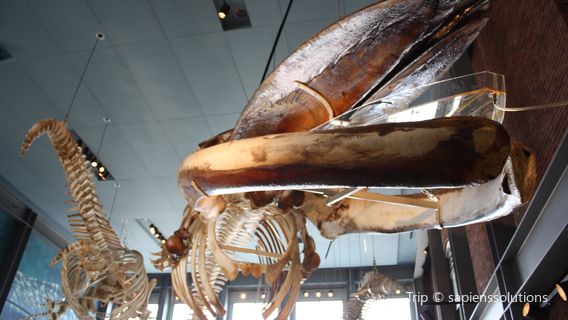 Национальный исторический парк Нью-Бедфорд Уолинг