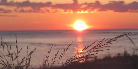 Thorne Swift Nature Preserve