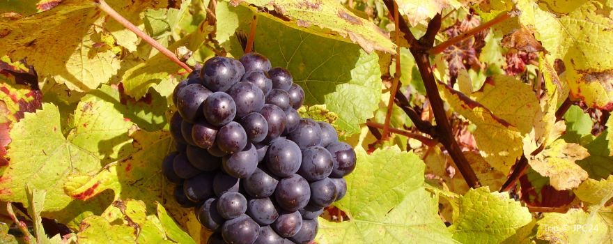 House of Sancerre