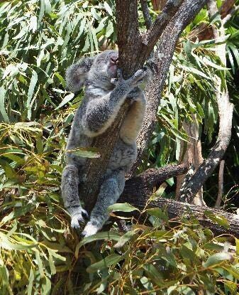 漢密爾頓島野生動物園