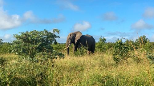 Kruger National Park