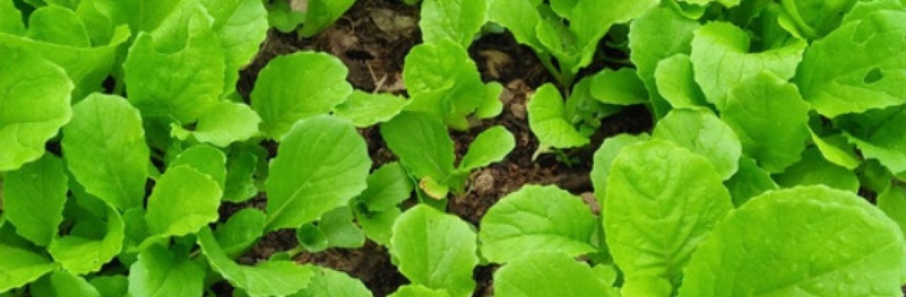 打果山人和风聚