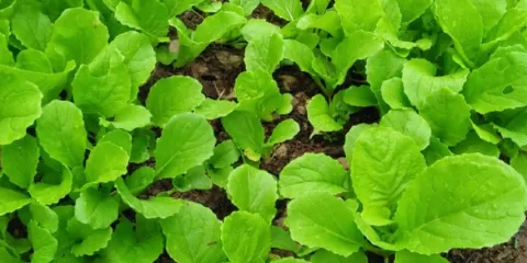 打果山人和風聚