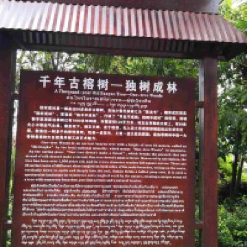 評論圖片 1