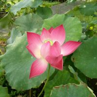 評論圖片 1