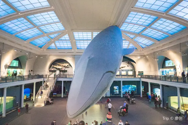 New York Museum Tour