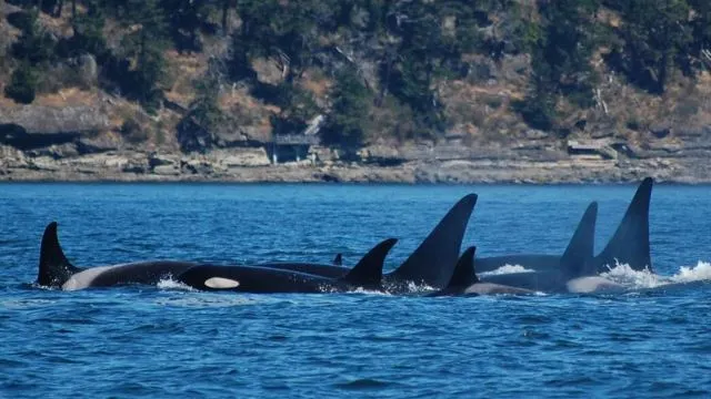 全球觀鯨指南 l 去哪裡邂逅「海洋巨人」？看這篇就對了！