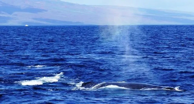 繽紛夏威夷 | 如何玩轉彩虹州,這幾種顏色告訴你!