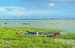 Jinjiang Wetland