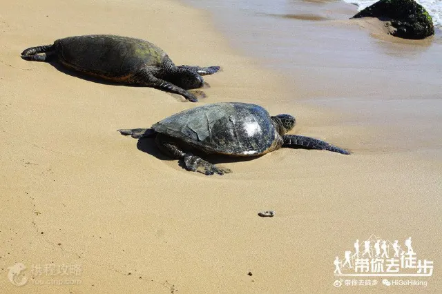 10 Best Beaches to See Sea Turtles in The World