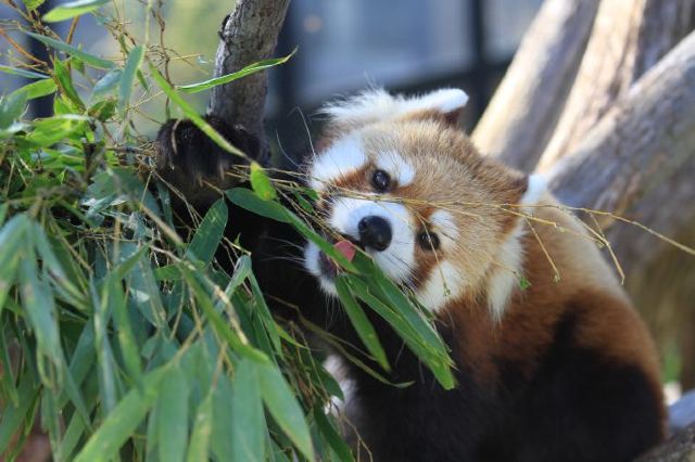 北海道景點 精選景點攻略 教你玩轉北海道遊記攻略 Trip Com遊玩攻略