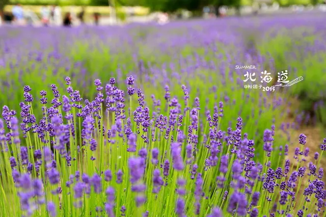 Summer Vacation in Japan: Things to do in Hokkaido