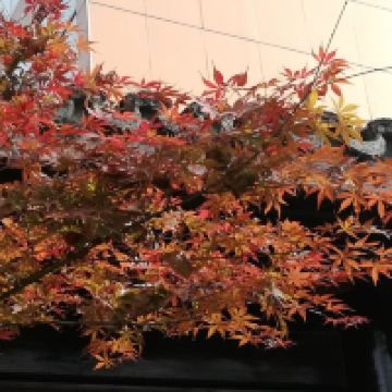 評論圖片 4