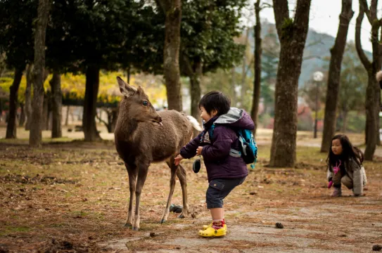 【親子好去處】打卡奈良公園及玩法推介