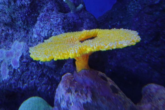 凱恩斯水族館