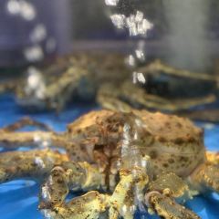 THE KINGDOM OF CRAB User Photo