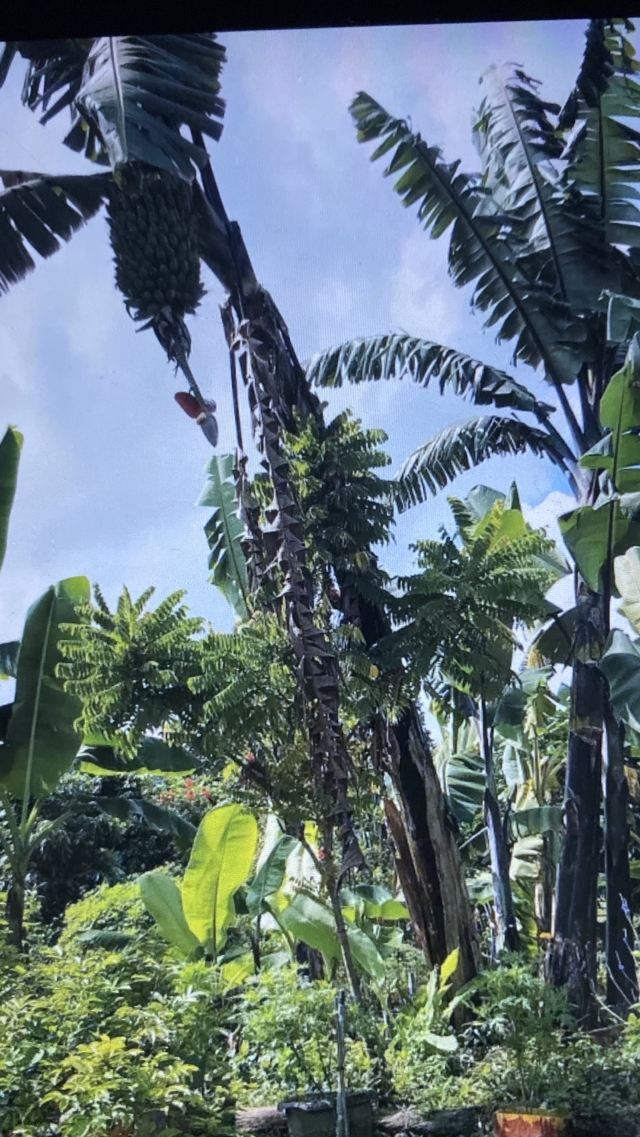 Kranji Farm