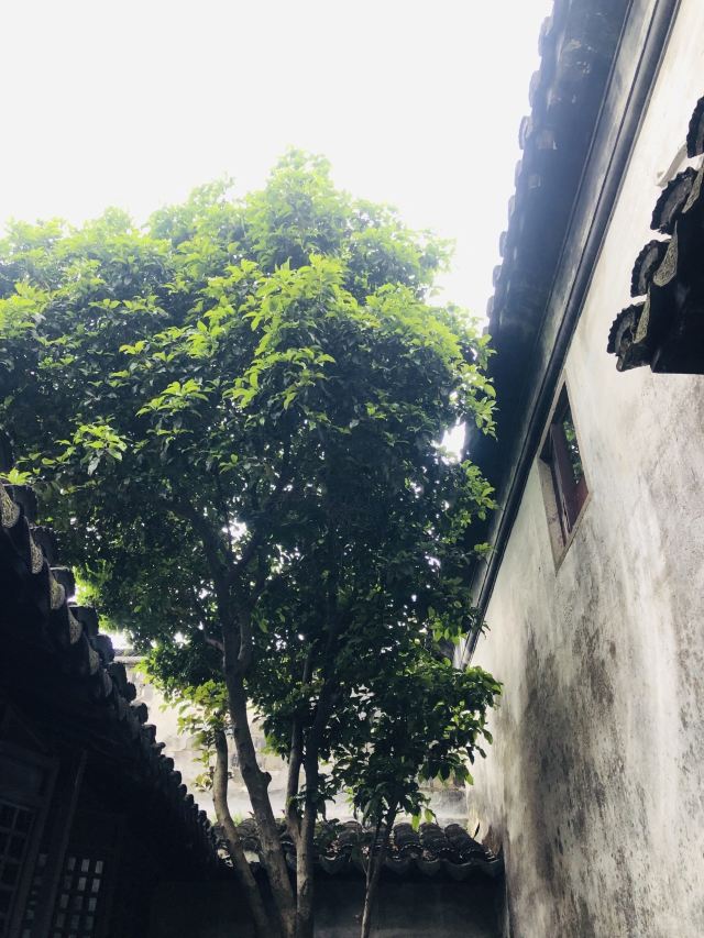 장팅