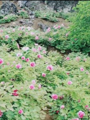 Peony Cultivation Base