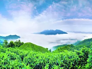 Nanshan Tea Sea View Area
