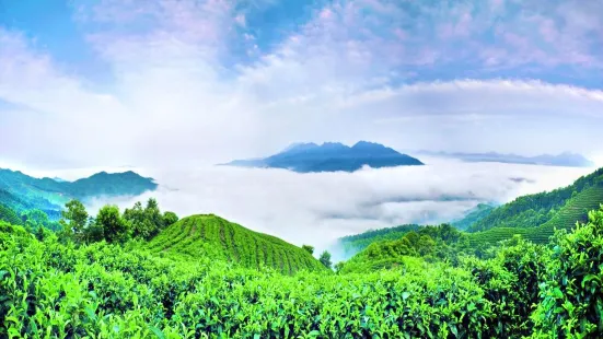 Nanshan Tea Sea View Area