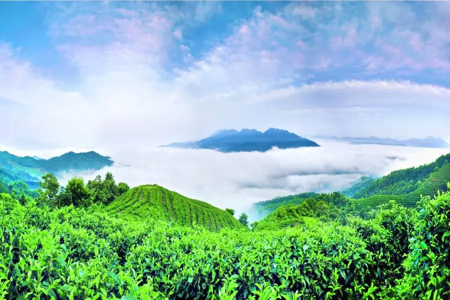 Nanshan Tea Sea View Area