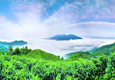 Nanshan Tea Sea View Area