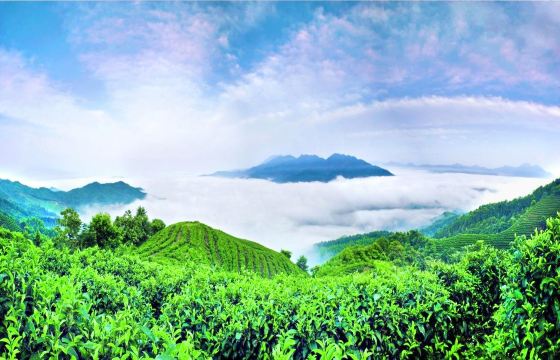 Nanshan Tea Sea View Area