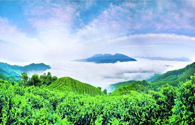 Nanshan Tea Sea View Area