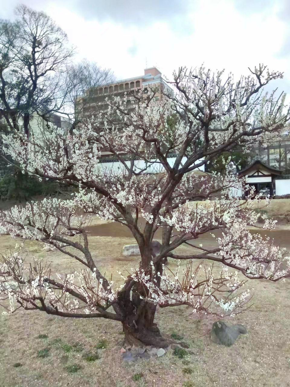 瀧廉太郎記念館旅遊攻略指南 瀧廉太郎記念館評論 瀧廉太郎記念館附近推薦 Trip Com