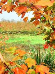 合川古樓紅楓林