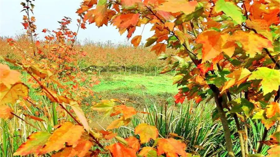 合川古樓紅楓林