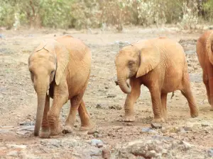 Nairobi Animal Orphanage