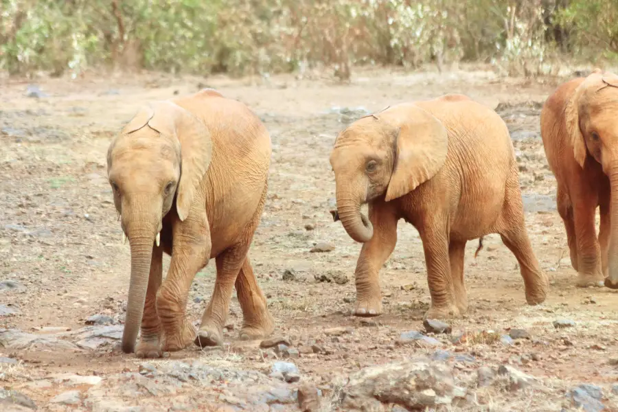 Nairobi Animal Orphanage