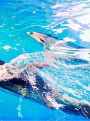 Zhonghe Dolphin Bay Ocean Park