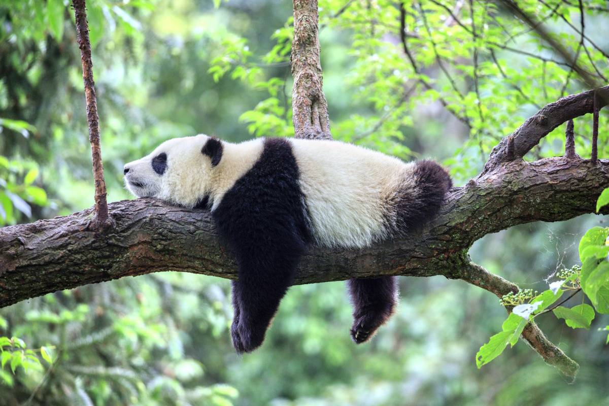 Ya'an Bifengxia - Base de pandas Bifengxia
