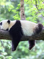 中国保護大熊猫研究中心雅安碧峰峡基地