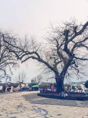 Red and White Ancient Trees